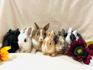 Zwergkaninchen Babys - München Hadern