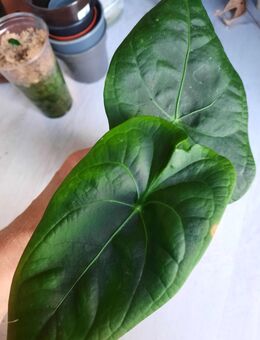 Zimmerpflanzen Anthuriumhybrid - Bocholt