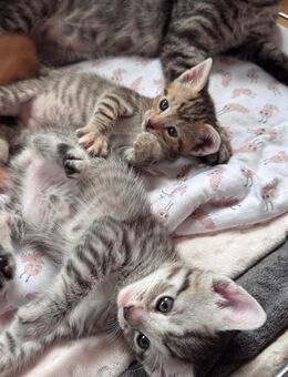 Kitten suchen ein Zuhause - Lauenburg (Elbe)