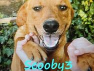 Scooby3 lieb und gesellig 10/21 GRC PS - Ruppertsecken