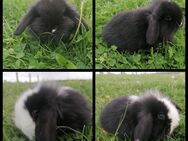 Super süße Mini Lop Zwergwidder. 🩵❤️ - Dassel