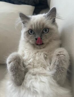 Britisch Langhaar Katze - Lollar