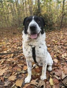 Bandit - wartet in Köln auf sein Zuhause - Köln
