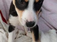 Nelly wurde im Stich gelassen - Berlin