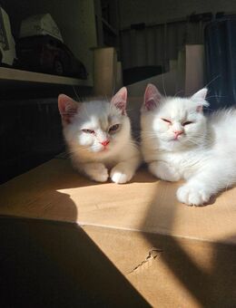 BKH Kitten abgabebereit - Backnang