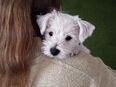 West Highland White Terrier (Westie) in 8263