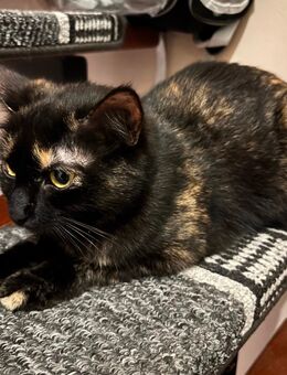 Schwarze Katze gefleckt Schildpatt Tortie - Wesseling Zentrum