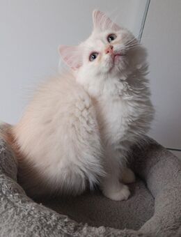 Maine Coon / Perser Mix Kater, Katzenbabys, Babykatzen, Katzenkinder, cats - Berlin Steglitz-Zehlendorf