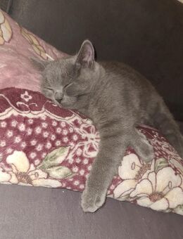 Wunderschöne British Kurzhaar-Kätzchen zu vergeben! - Solingen (Klingenstadt)