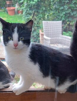 Katzenjunges Mietze sucht neues Zuhause - Großengottern