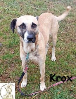 Krox ein sanfter Engel mit ... - Kissing