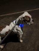 American Bulldog Rüde in 01683