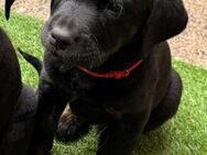 1 Labradorwelpe reinrassig sucht ein zu Hause - Wallhausen (Sachsen-Anhalt)