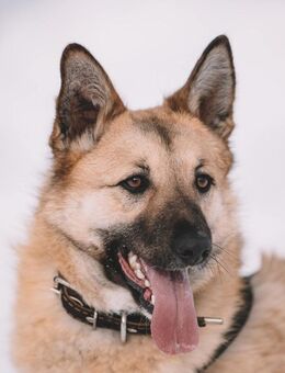 Kaja, wunderschön und liebevoll - Süderholz