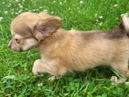Chihuahua Welpen zu verkaufen ! - Emsdetten
