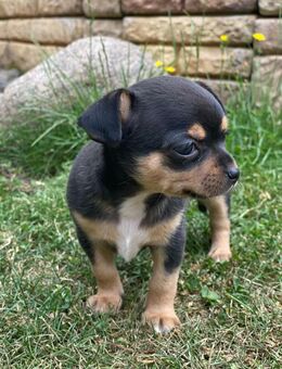 Chihuahua Welpen ab August auszugsbereit - Blumenholz