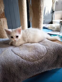 Maine Coon/ Norwegische Waldkatzen Mix - Leegebruch