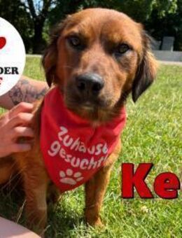 süßer kleiner Mischling Keks sucht ... - Margetshöchheim