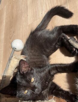 eine wunder schönen kleinen prinzessin katze sucht ein neues Zuhause - Witten