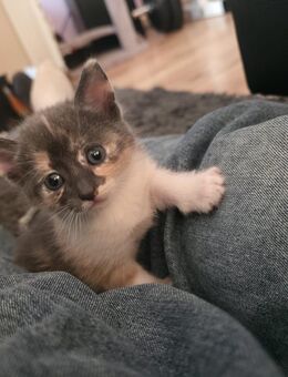 3 wunderschöne Schildplatt Katzen abzugeben - Garbsen