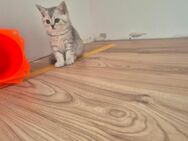 BKH Siam Mix Kitten - Köln