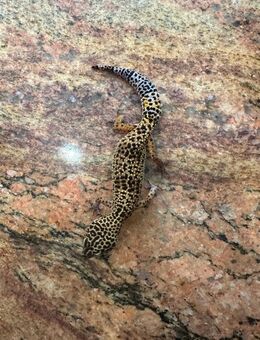 Leopardgecko weibchen sucht nettes neues zuhause - Backnang