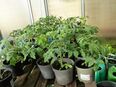 Tomatenpflanzen in 66955