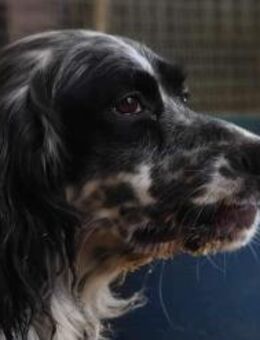 Fido sucht sein Forever Home! - Oberhausen