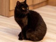 Black Beauty, Jacky sucht ein Zuhause - München