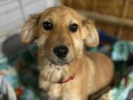 Lacy möchte eine Familie - Bissingen