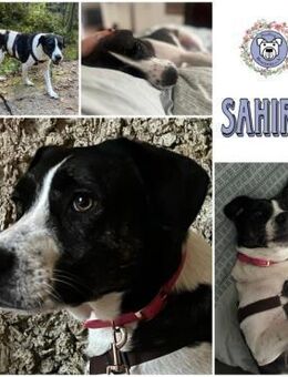 SAHIRA * sensibel und sanft - Duisburg