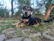 Luna möchte ihre Familie kennenlernen - Nordwalde