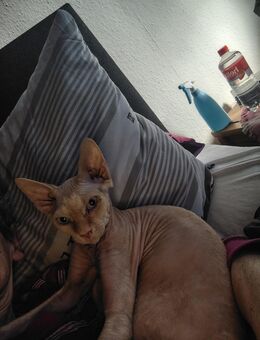 Sphynx Kater - Goslar Hahnenklee