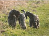 Kerry Blue Terrier Welpen - Pennigsehl