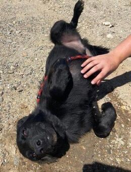 Donette; ein junger Sonnenschein - Geilenkirchen