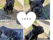 IZZY PP Sanfte Seele sucht Geborgenheit - Neustadt (Rübenberge)