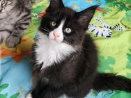 =^..^=Sehr typvolle Maine Coon kitten mit Stammbaum aus seriöser Zucht =^..^= - Bad Berleburg