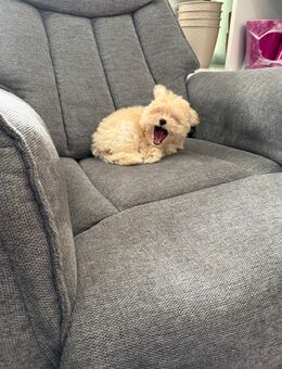 Pomapoo Welpen – abzugeben 1 Rüden. - Wiesbaden Delkenheim