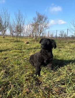 kleiner Charmeur- Lord - Ellerbek