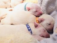 Golden Retriever Welpen - Familienzucht mit Herz - Neustadt (Waldnaab)