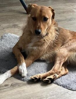 Nanu sucht sein Für-immer-Zuhause 🐾 - Sindelfingen