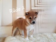 Shiba Inu Welpen reinrassig - Waldbröl