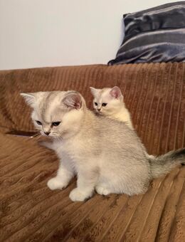 Zwei Britische Kurzhaar Kitten zum Verkauf !!!! - Ingolstadt