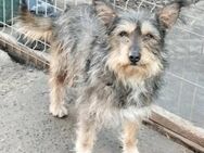 Feline sucht ein Zuhause - Egestorf