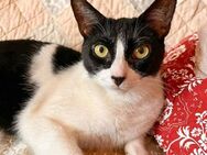 Penni - ruhige Katze sucht ihre Menschen - Berlin