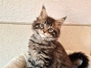 Maine Coon Kitten - Nienburg (Weser)