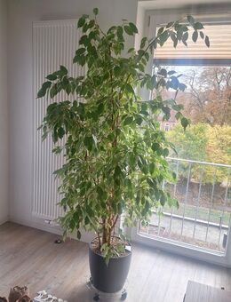 Lechuza-Pflanztopf mit Fikus-Benjamini - Lübeck