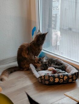 Maine Coon Prinzessin - Essen