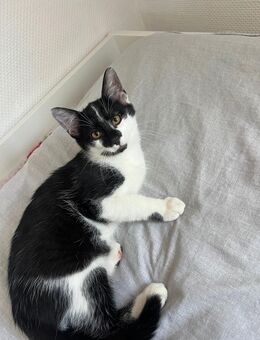 Kitte/ Katze/ Männliche Katze - Oberhausen