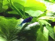 Blue Dream, Zwerggarnele, reinerbig (ab 2€) (Versand/ Abholung) - Mechernich